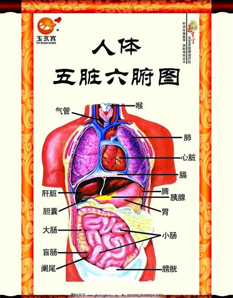 胃 位置|人体图五脏的位置图分布图 (人体结构解剖图)